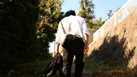 Looking for my lost sunflowers