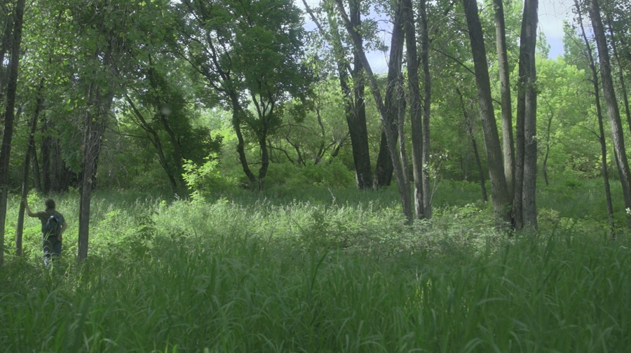 Bridges of Anna