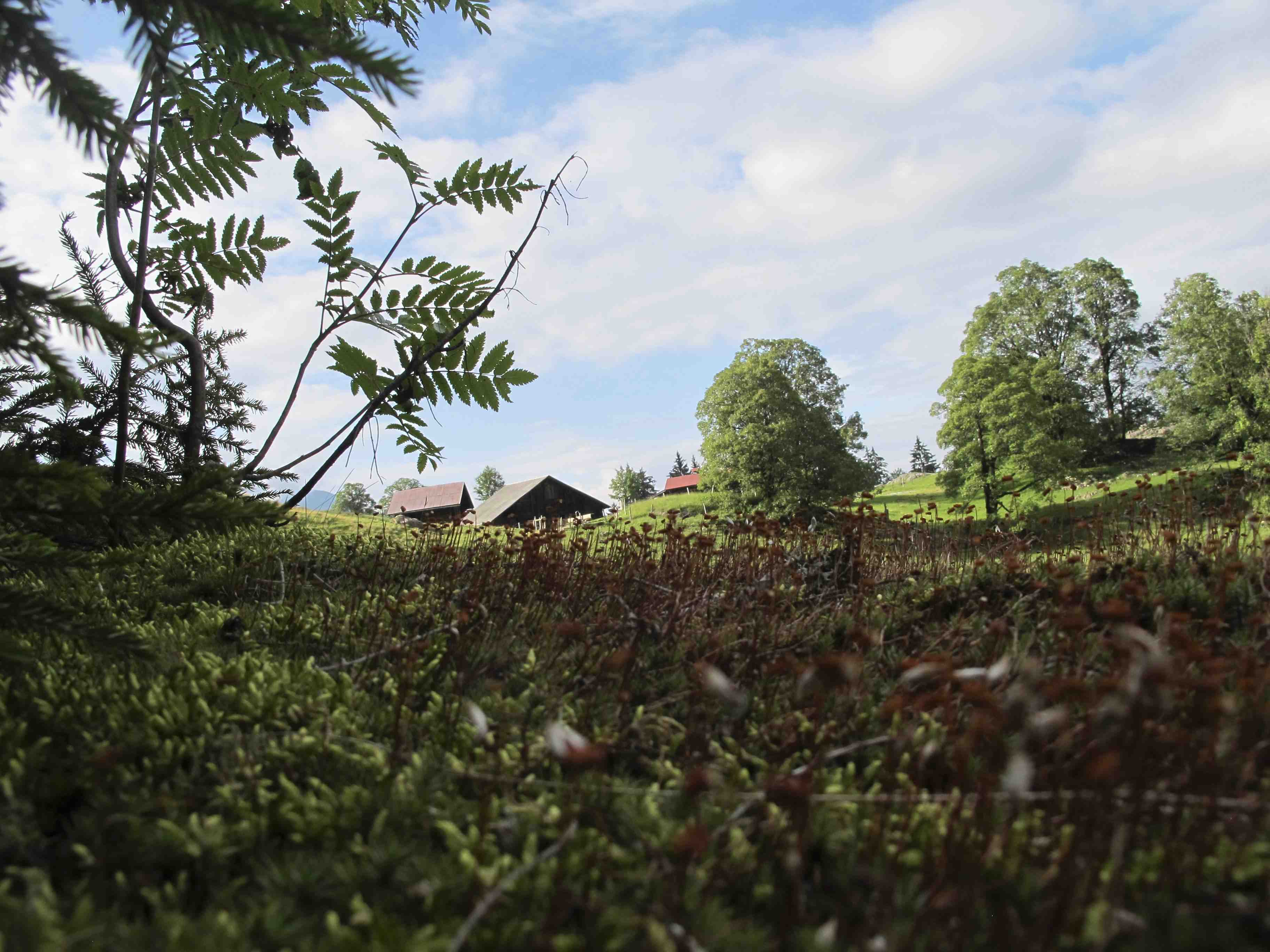 Falling for the Mountain