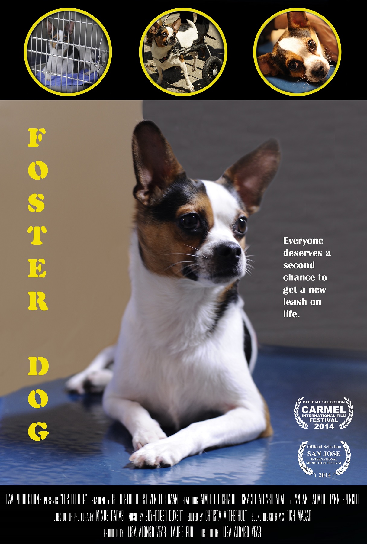 Foster Dog