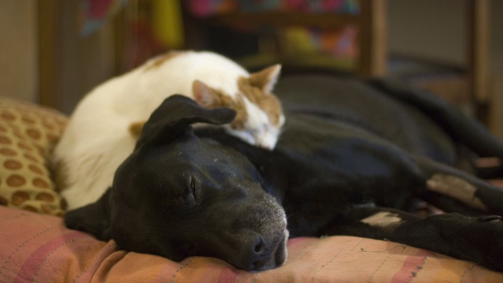 Hux Flux, the Son of Fig