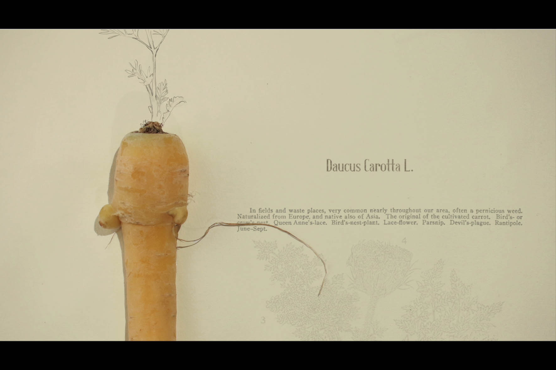 Botanique des amours