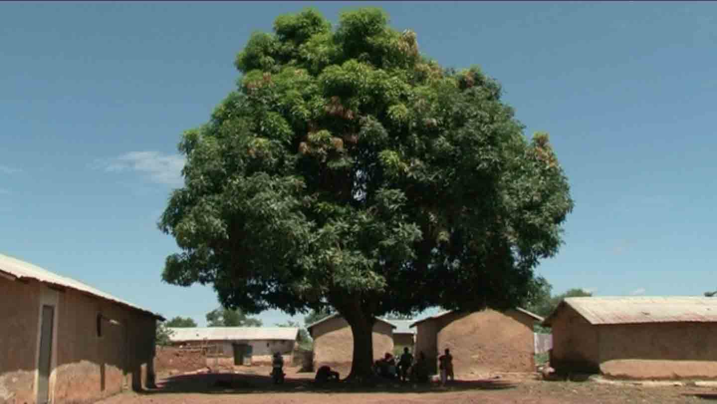 Sous l'arbre à palabres