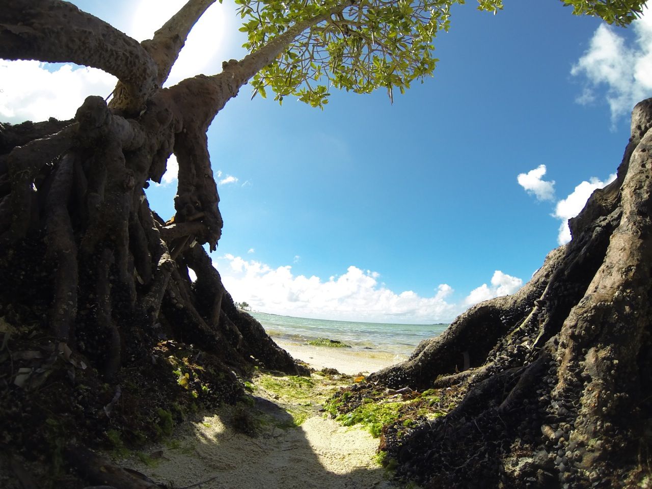 Un arbre, une rencontre