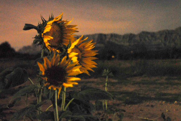 Coup de vent sur la Sainte-Victoire — Rushes - Non Rushes
