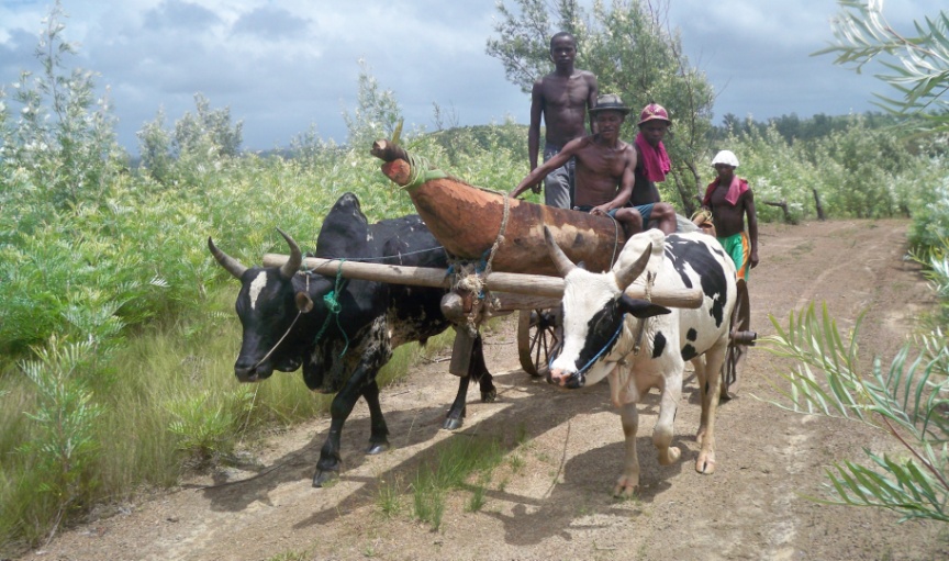 Coup de hache pour une pirogue