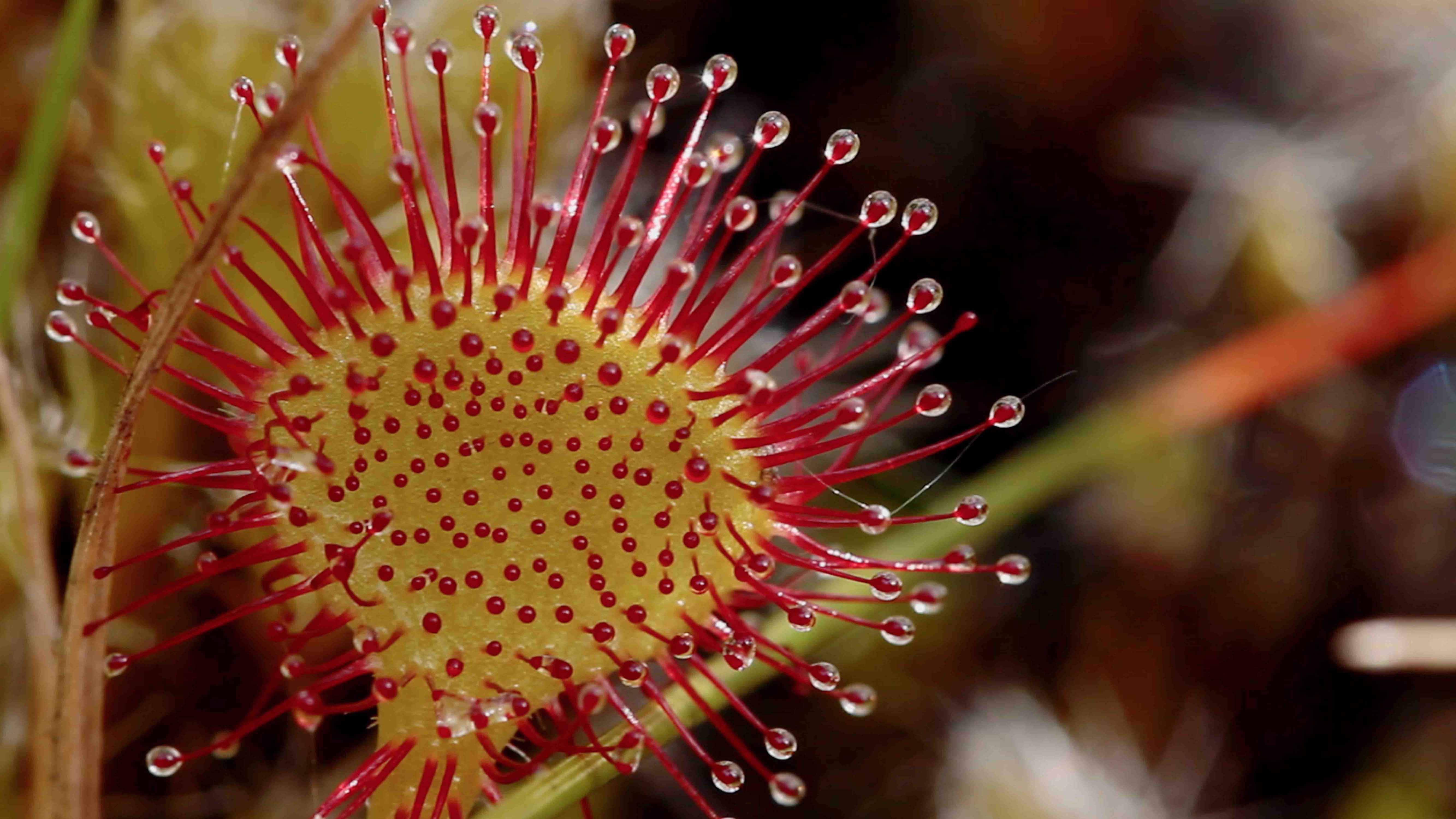 Il était une tourbière