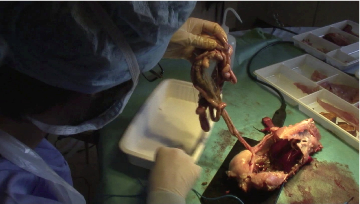 Fabrication d'un poulet