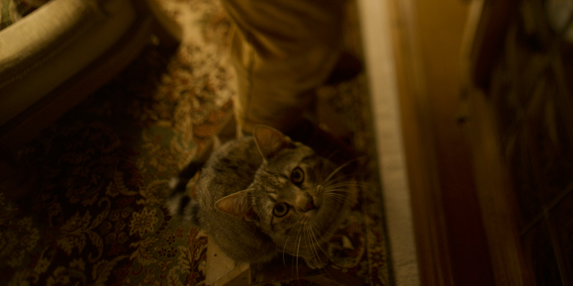 Alte Mann und die Katze