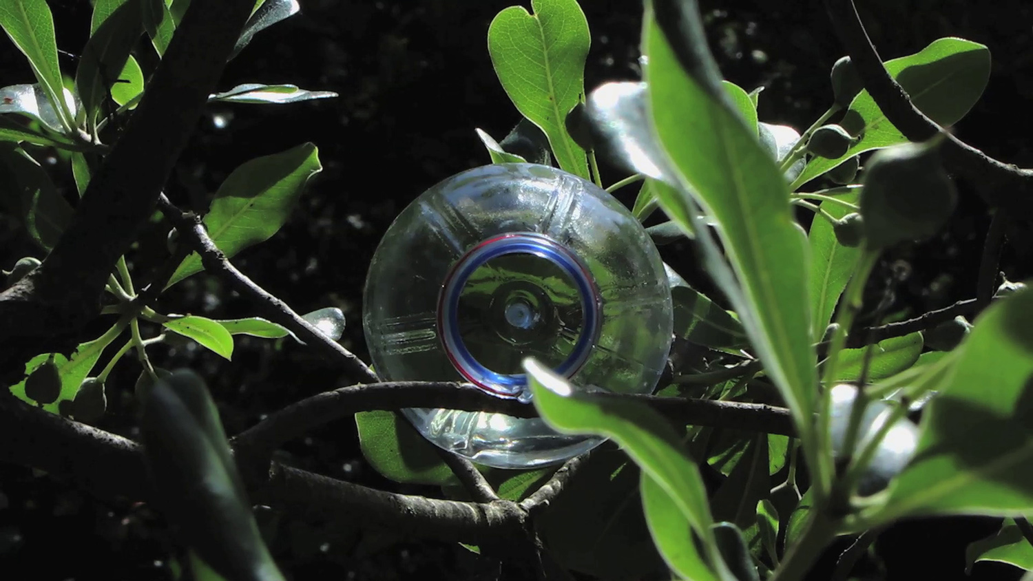 Anecdote of a Bottle