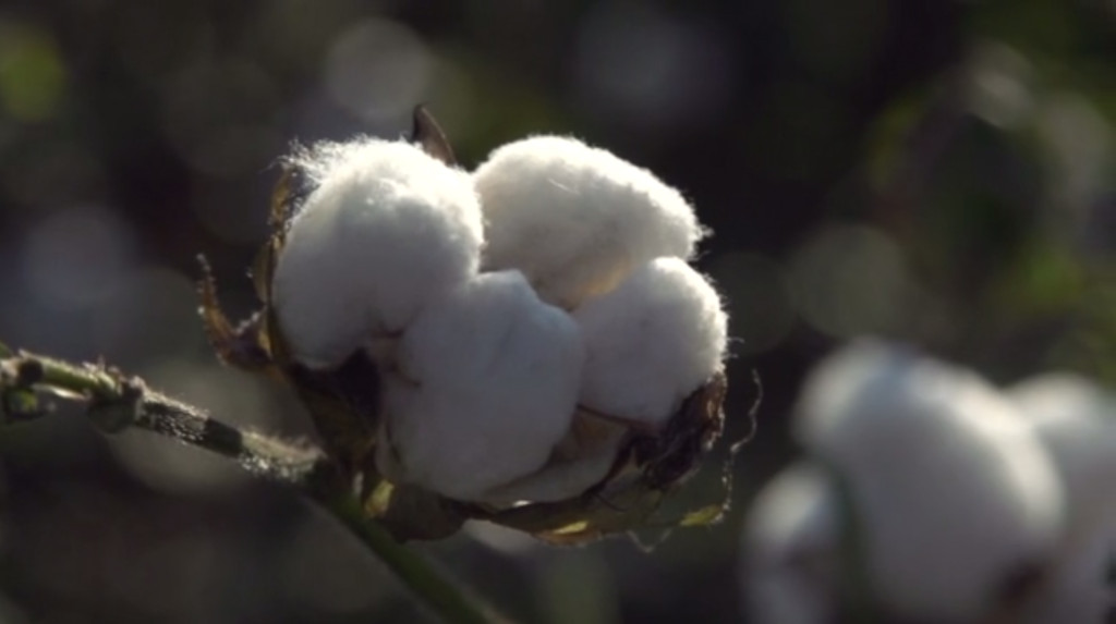 Cotton Country