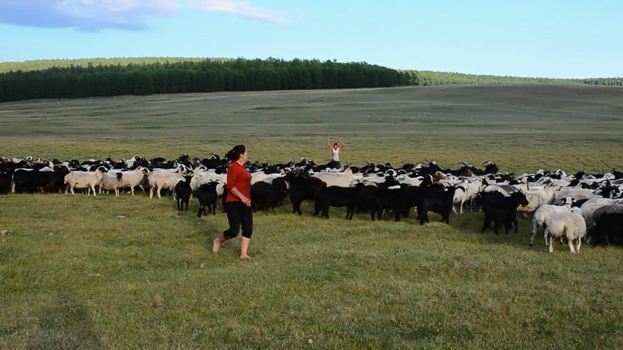 Posledniy pute barashka