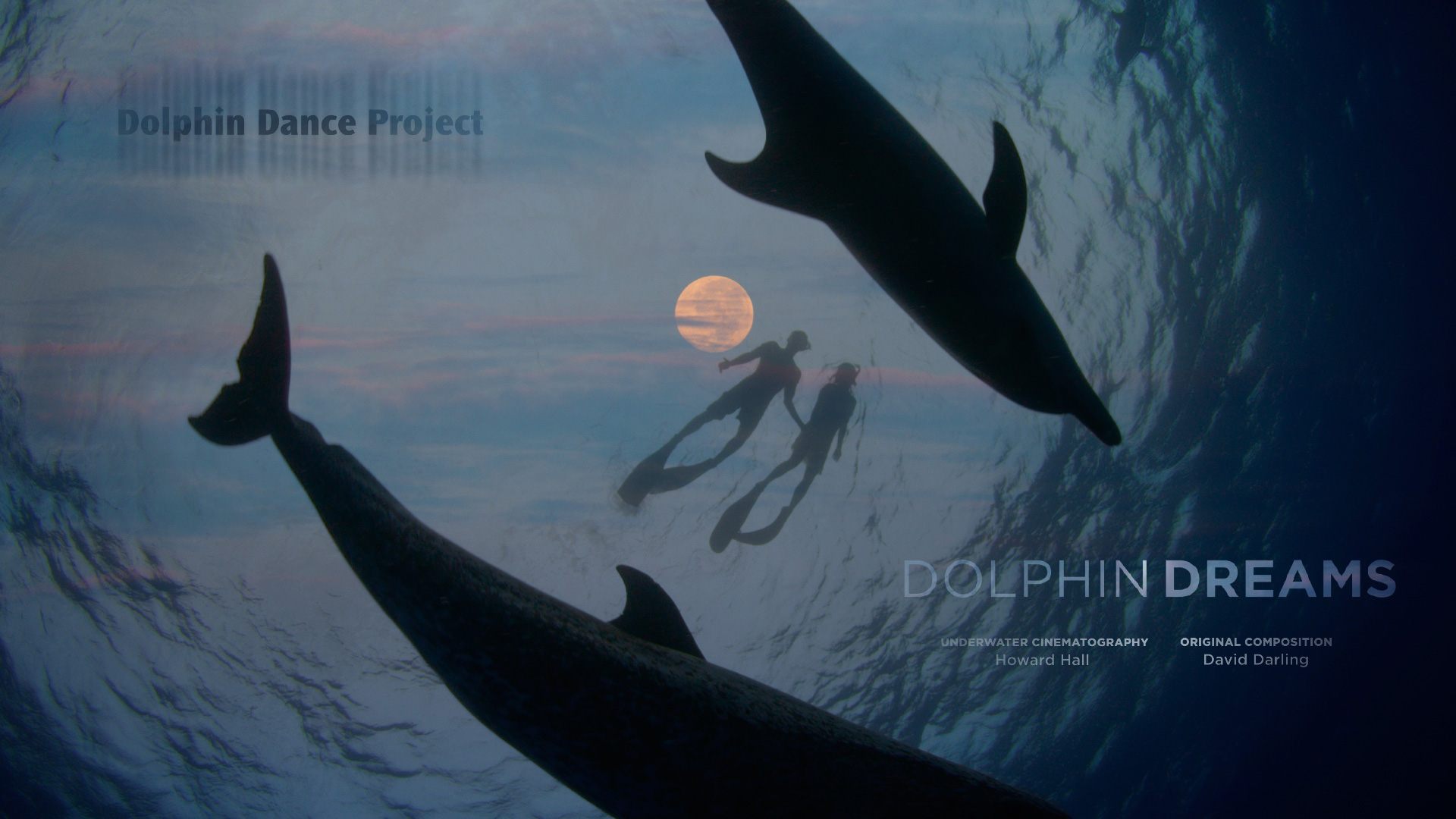 Dolphin Dreams