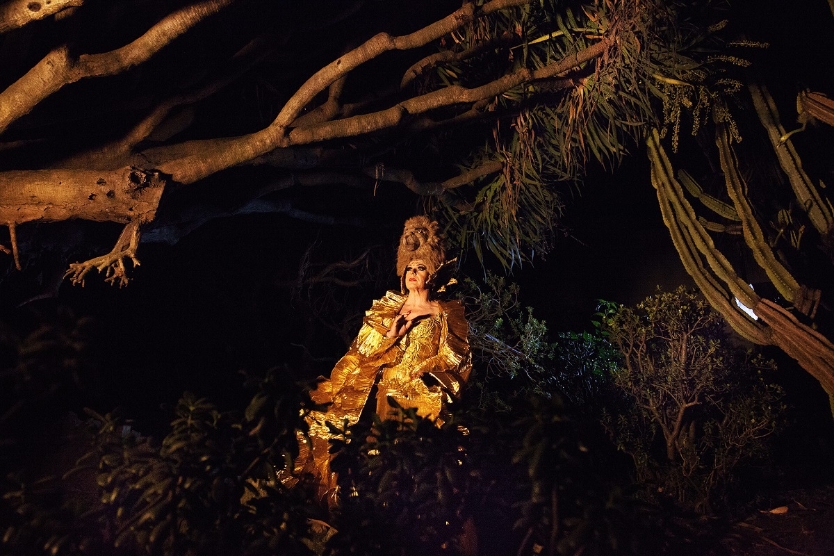 Oiseau de la nuit