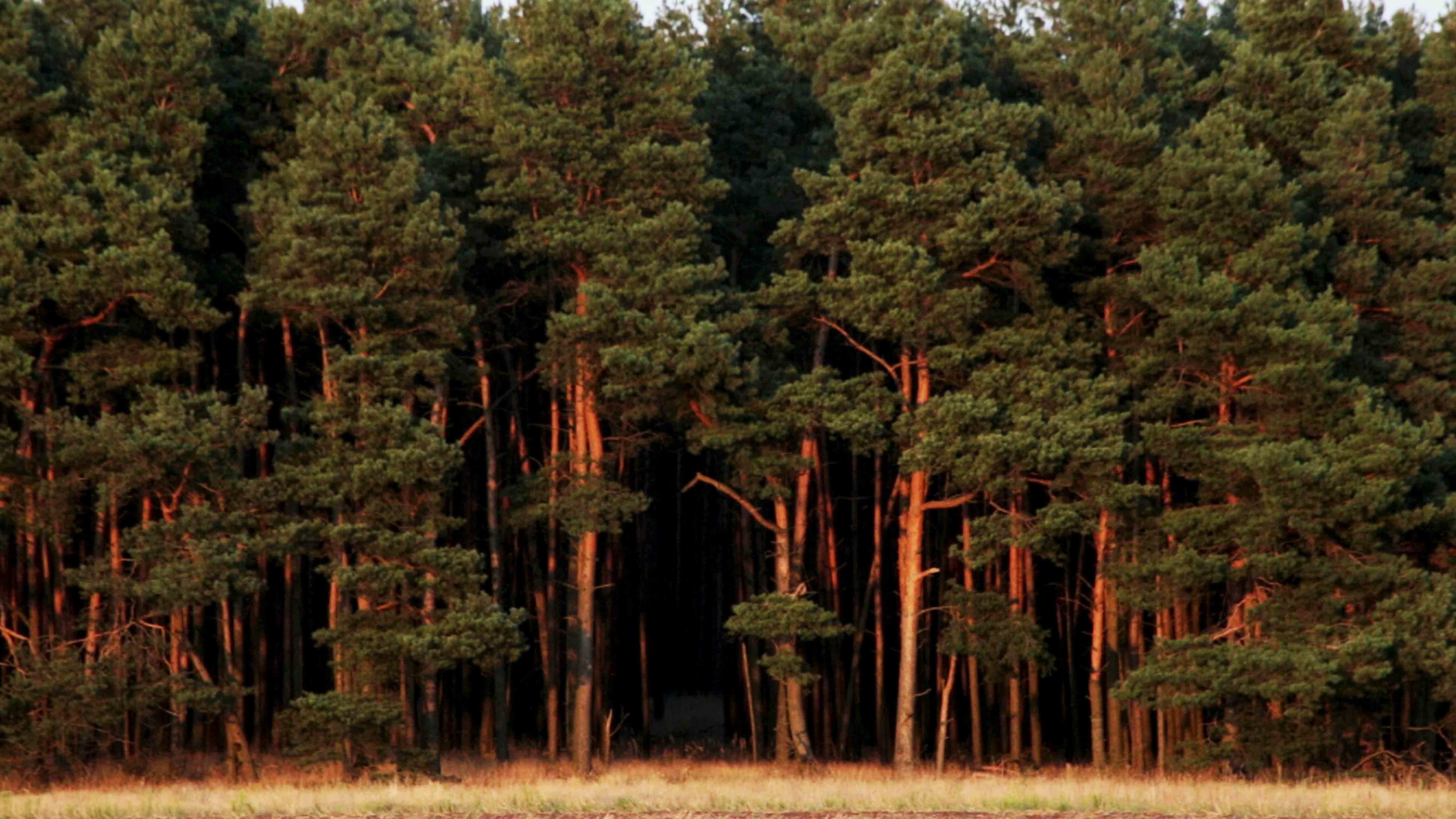 Hinter dem Wald