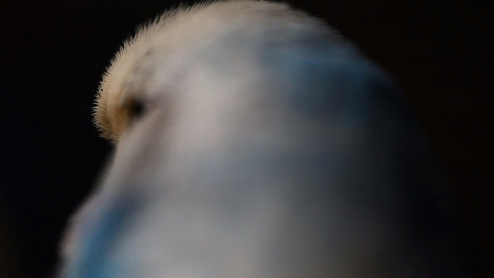 [ˈdʊŋkl̩ˌdɔɪ̯ʧlant]