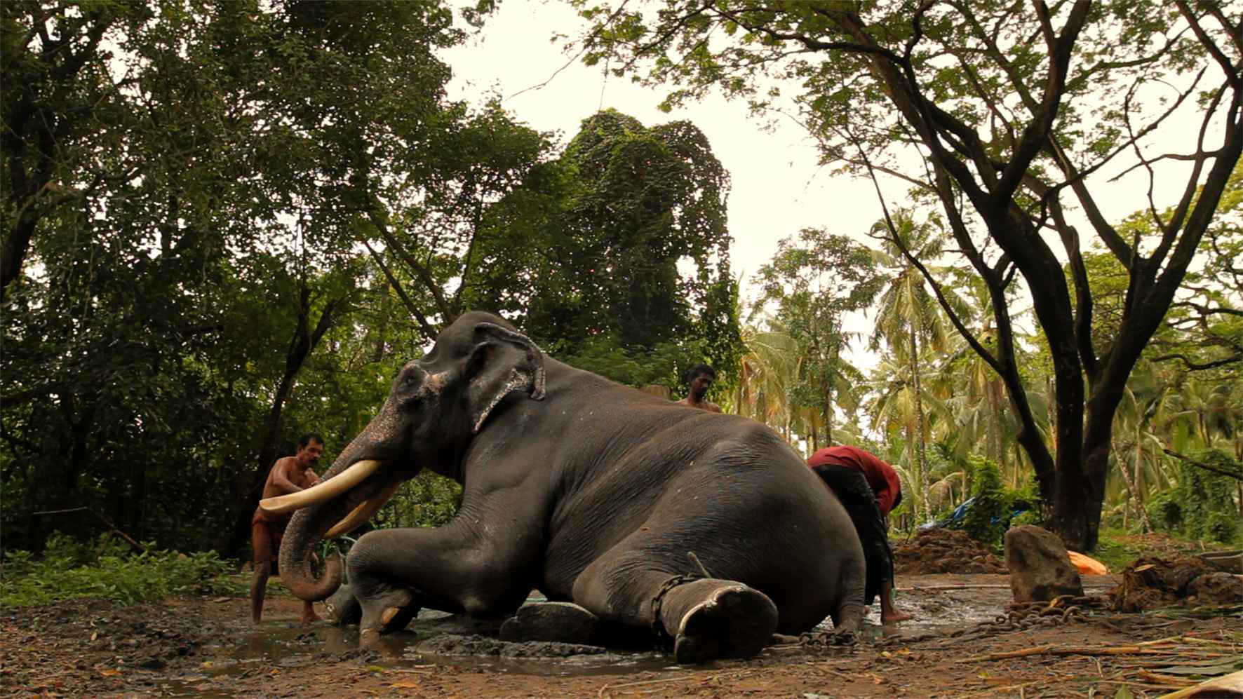 Elephant and the blind men