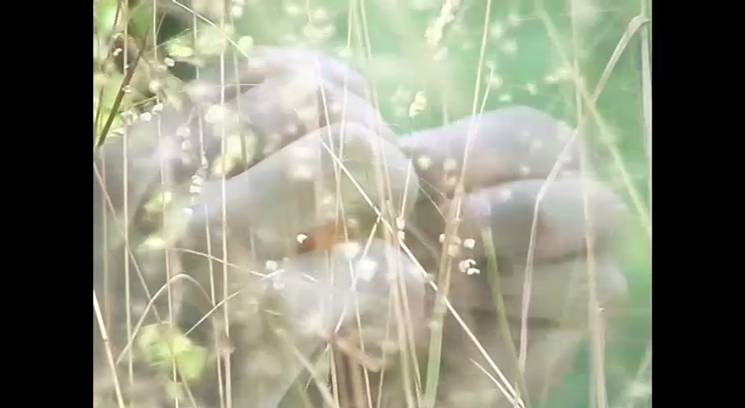 Antithèse d'un été III