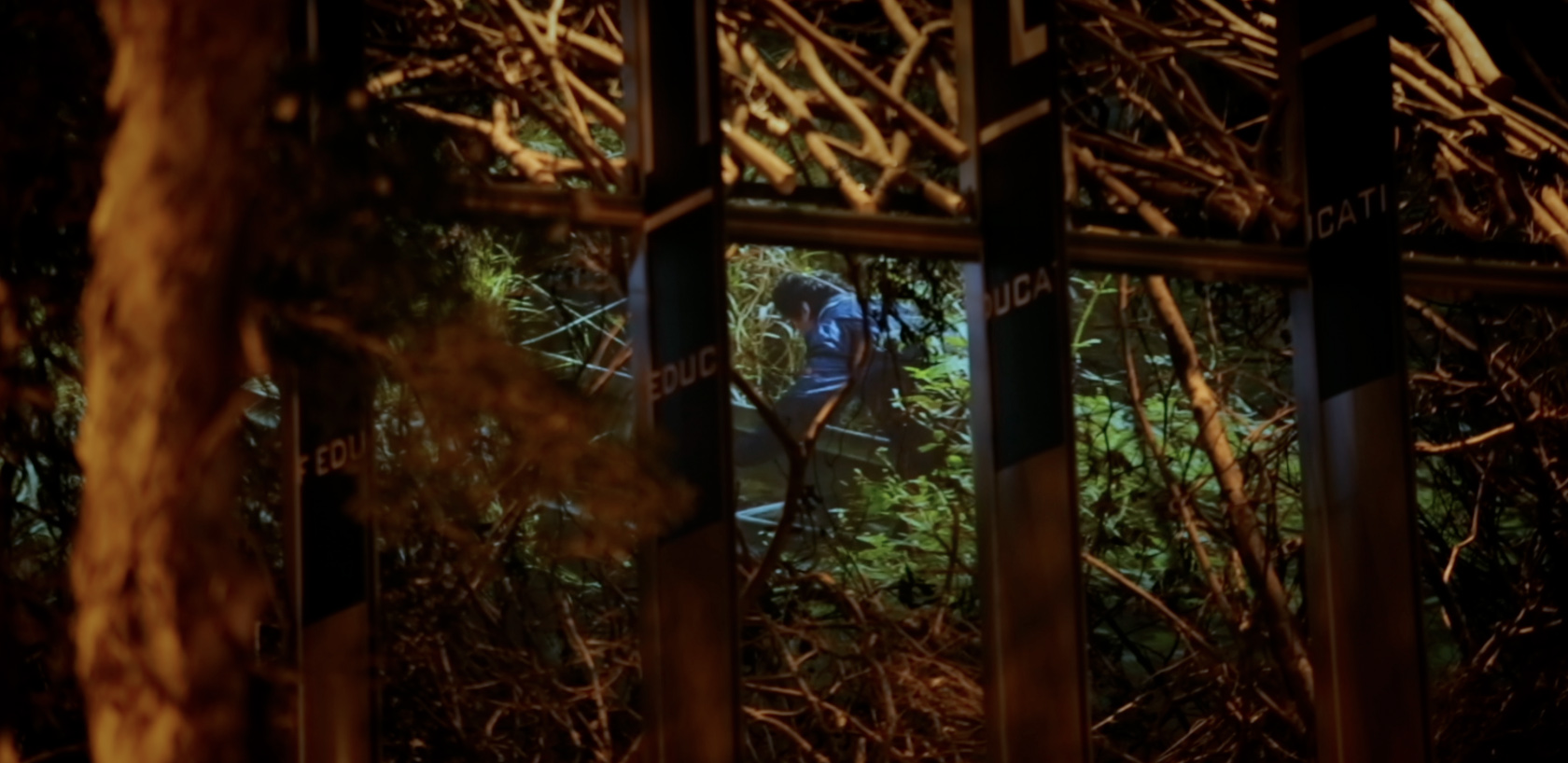 Stray Dogs At The Museum