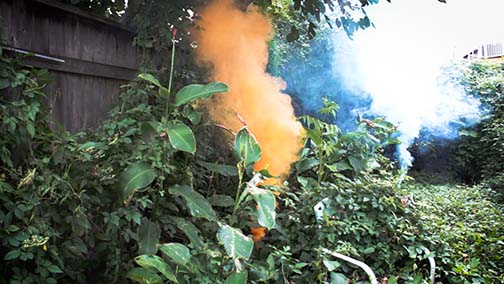 Domestic Life of a Housecat