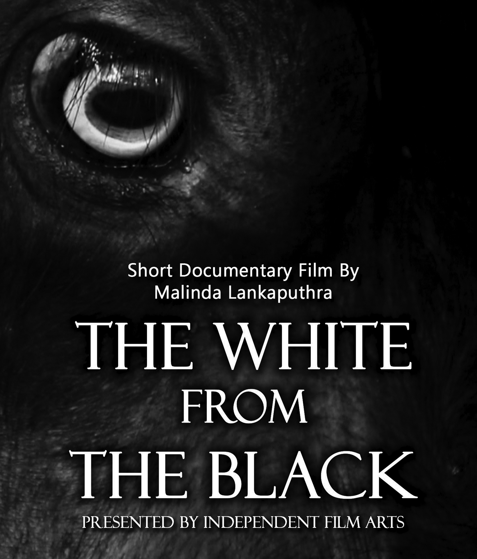 White from the Black