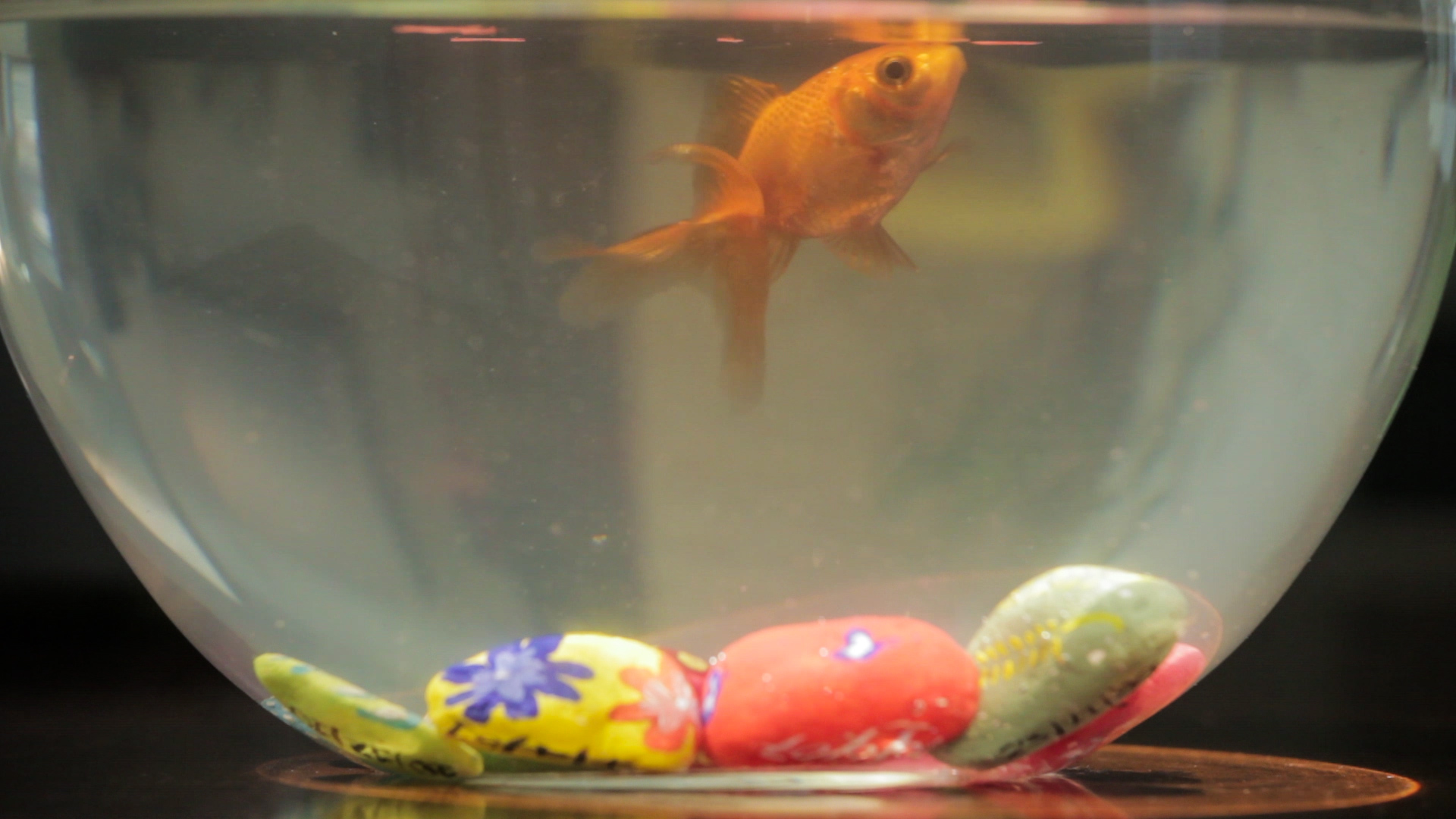 Memoria Del Pesce Rosso