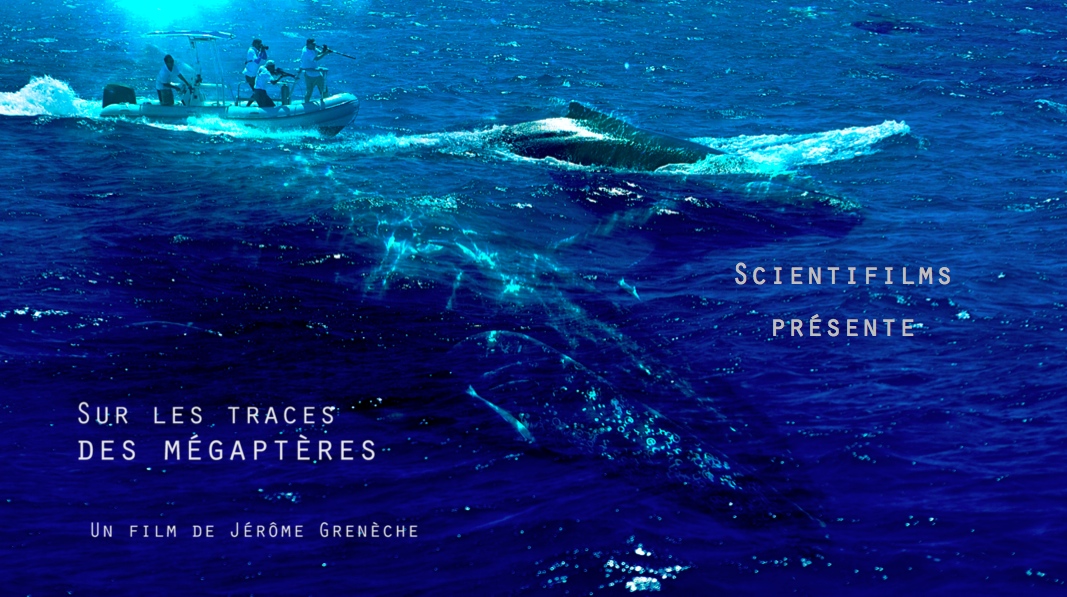 Sur les traces des mégaptères