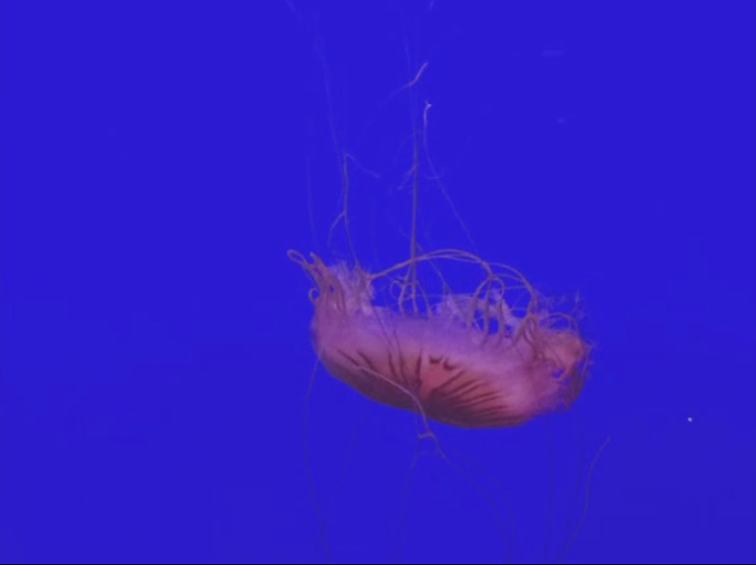 Si t'étais dans mes images