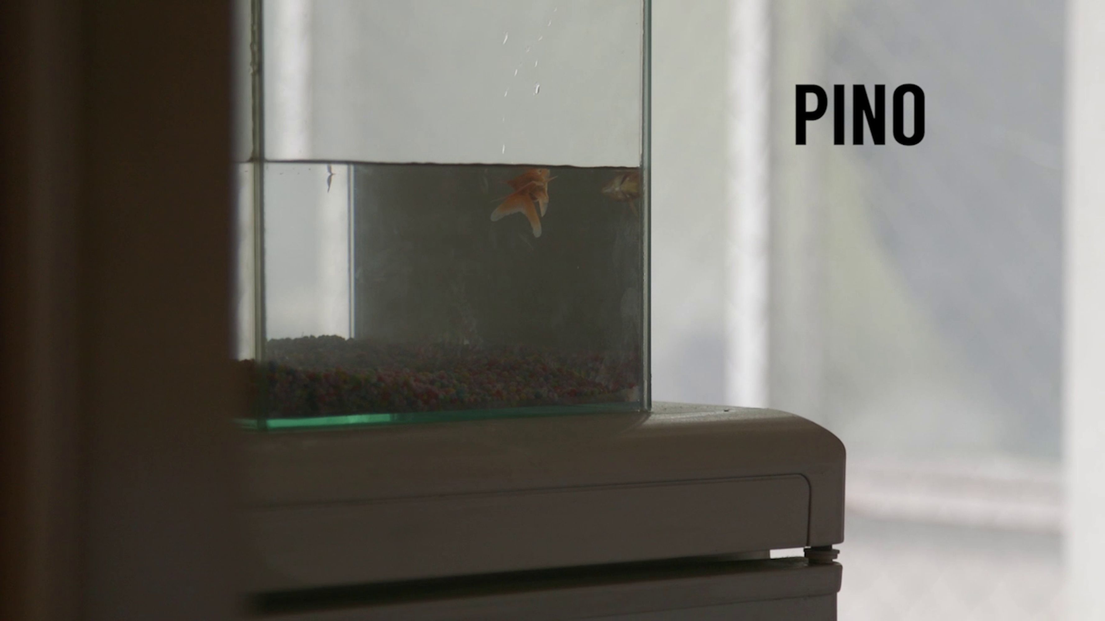 Pino