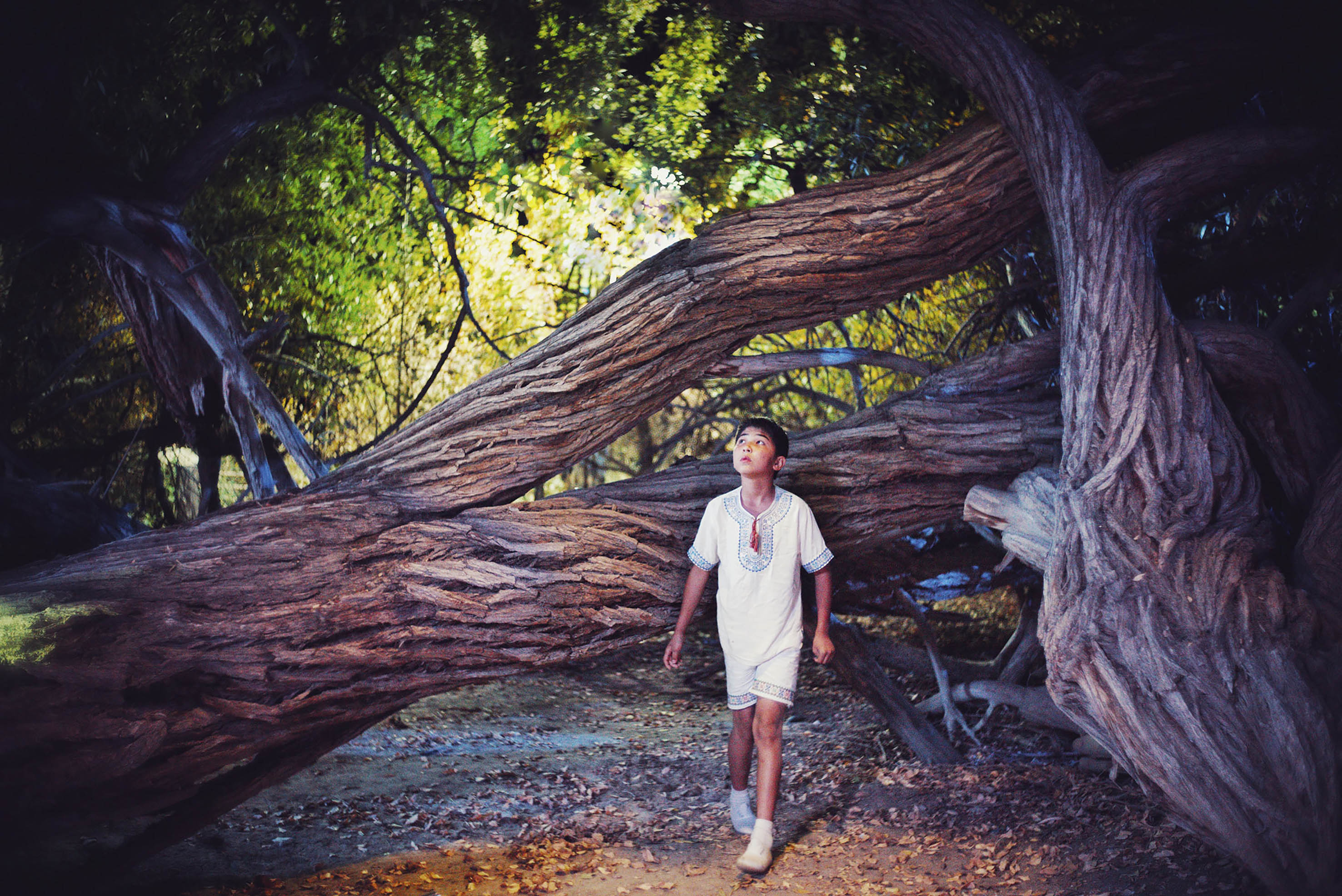 Abdullah's Wonderland