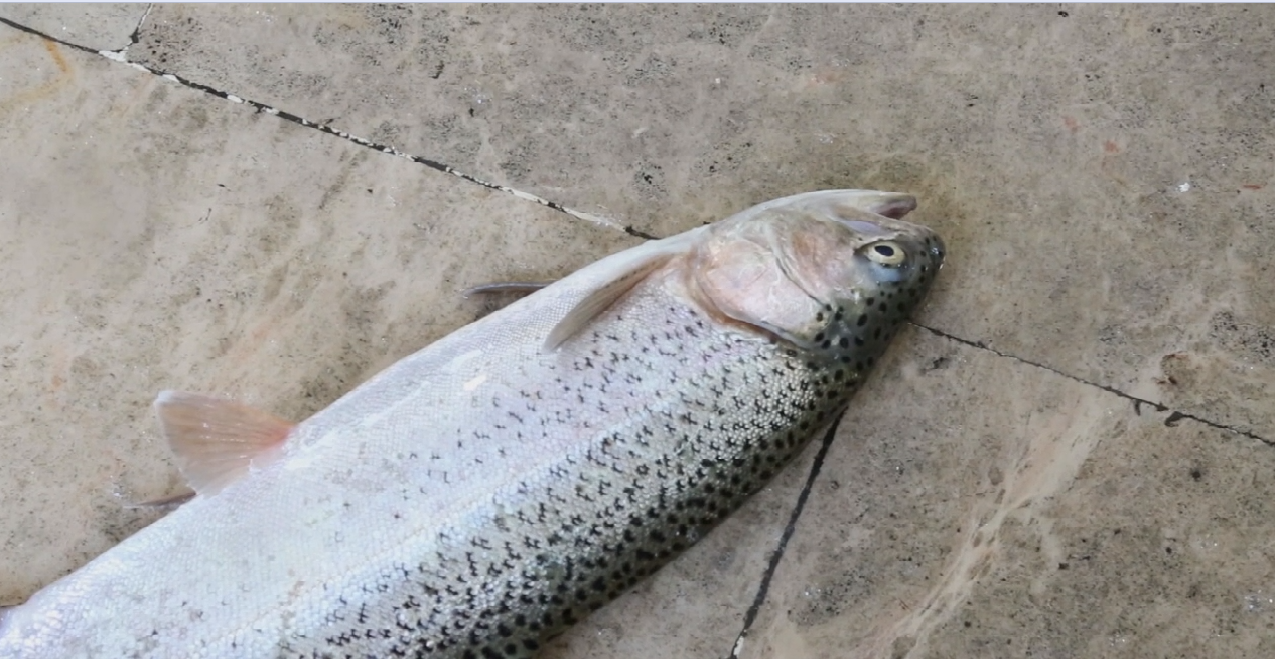 Shekastan e Avay e Sokut