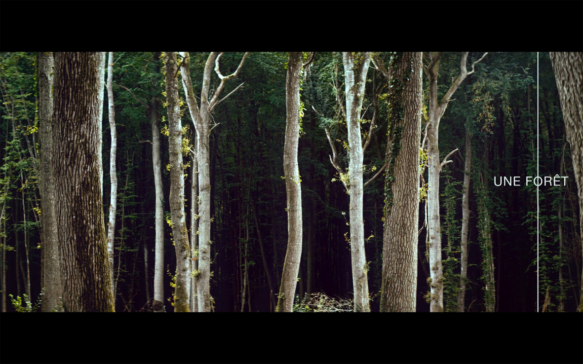 Une forêt