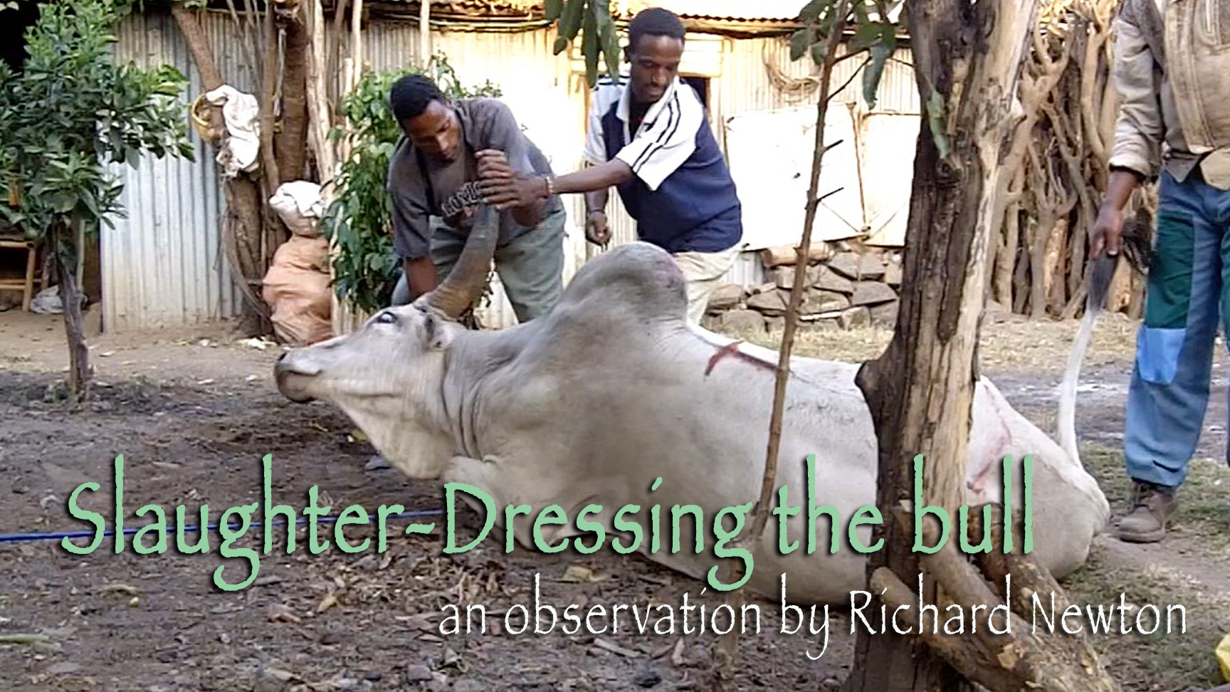 Slaughter-Dressing the bull