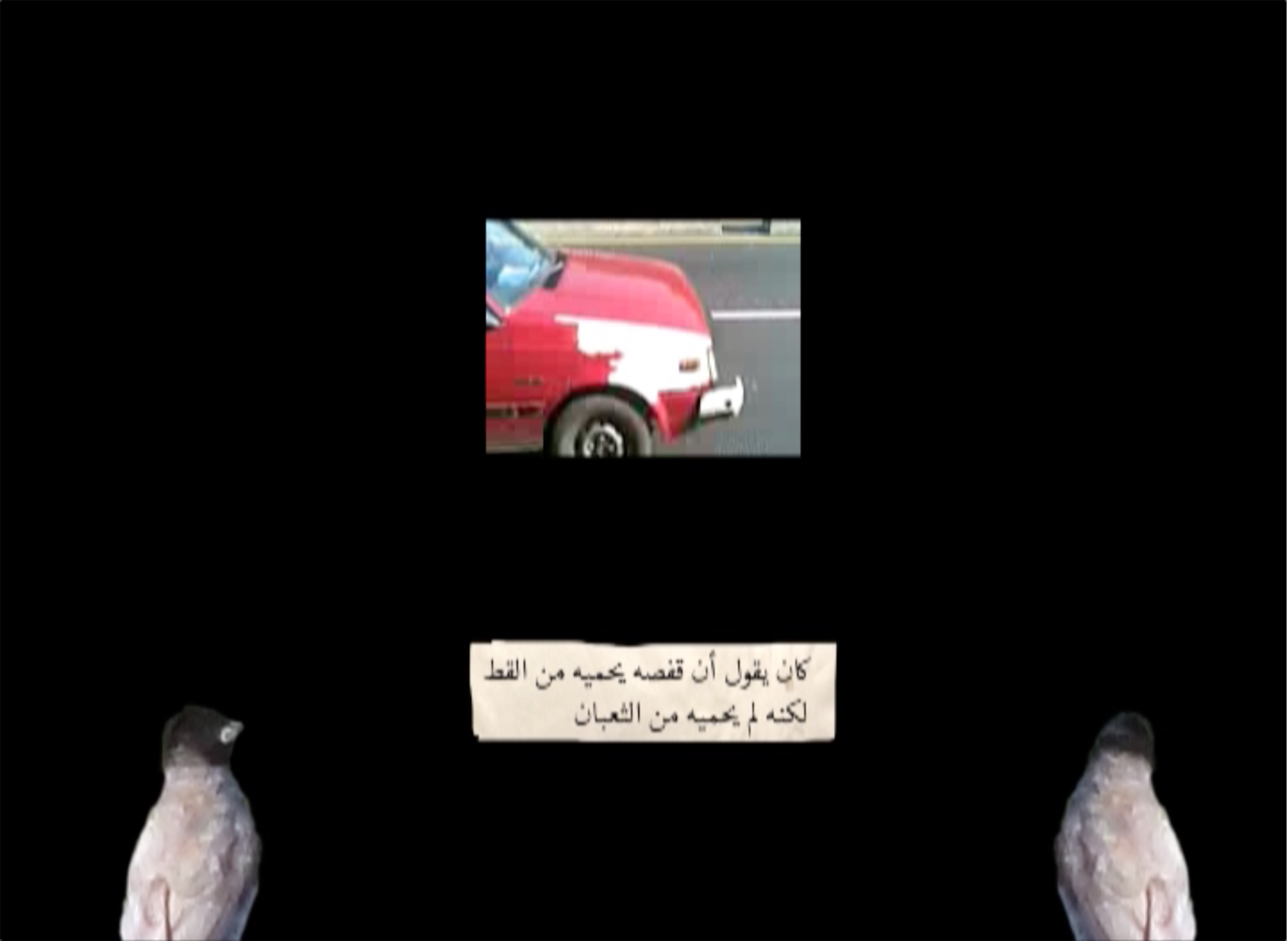 Birds conversation