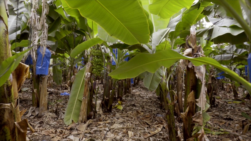 Yom Nifla Lealei Habanana