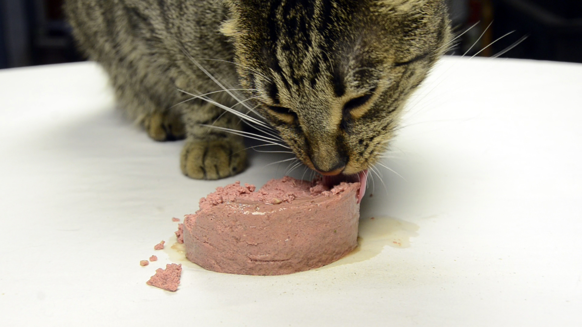 Friskies Paté (for Joyce Wieland)