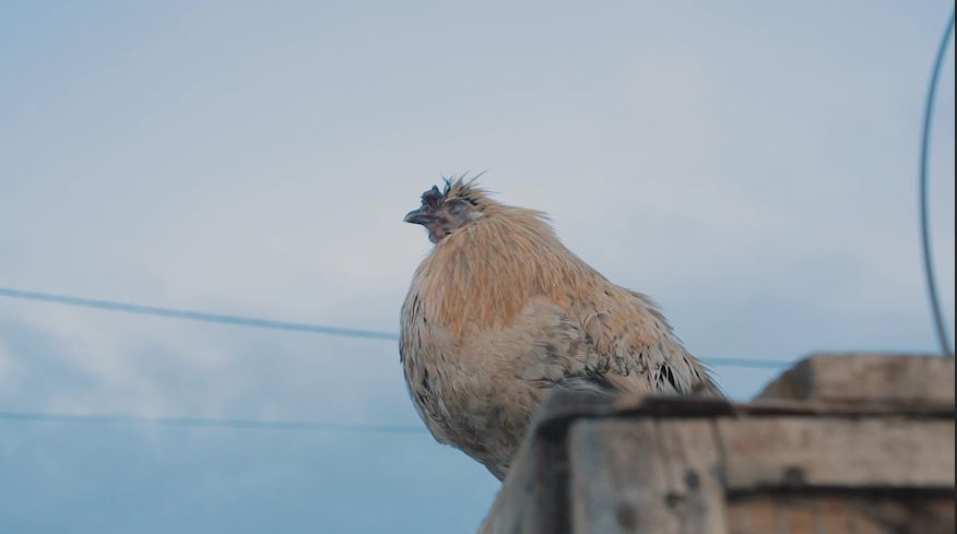 Sunday Market: Tripoli