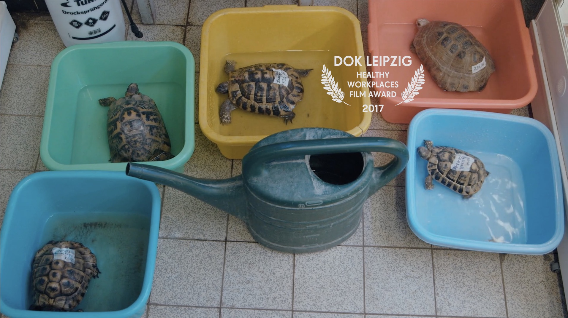 Schildkröten Panzer