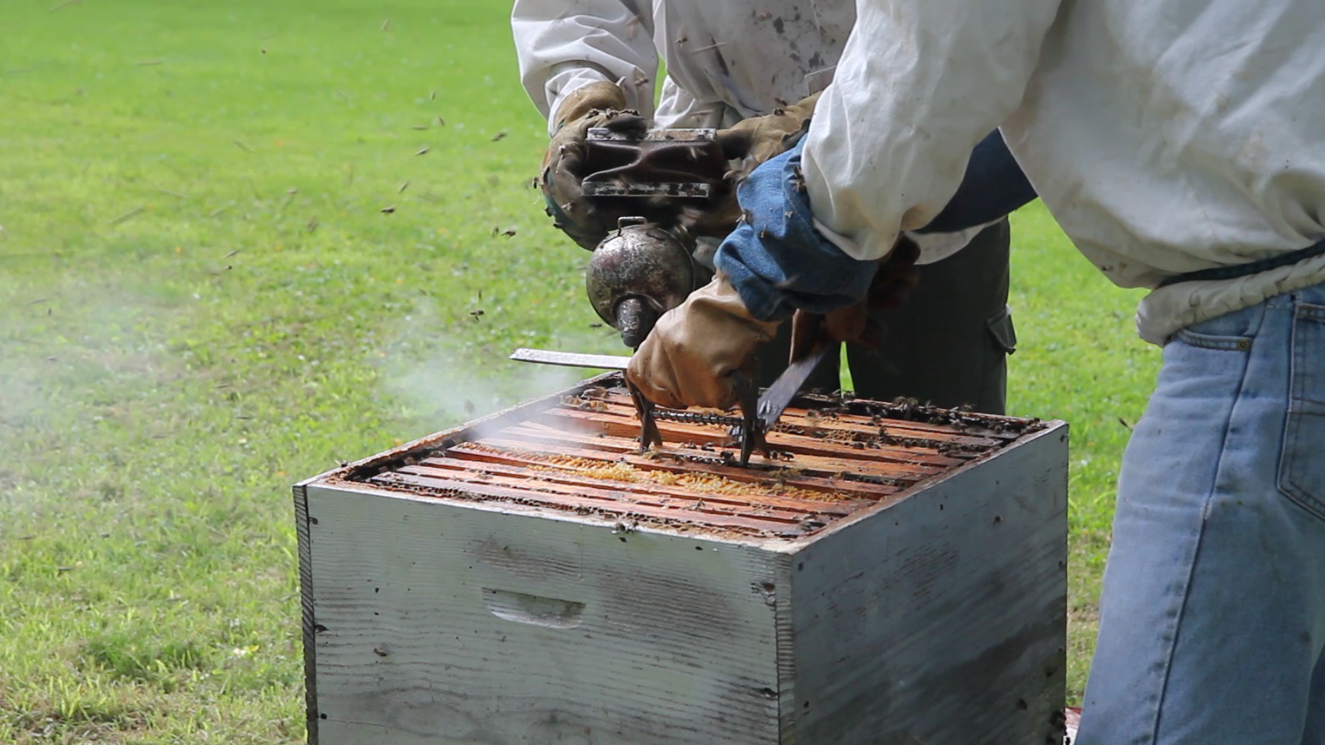 Apiculteur, l'or des abeilles