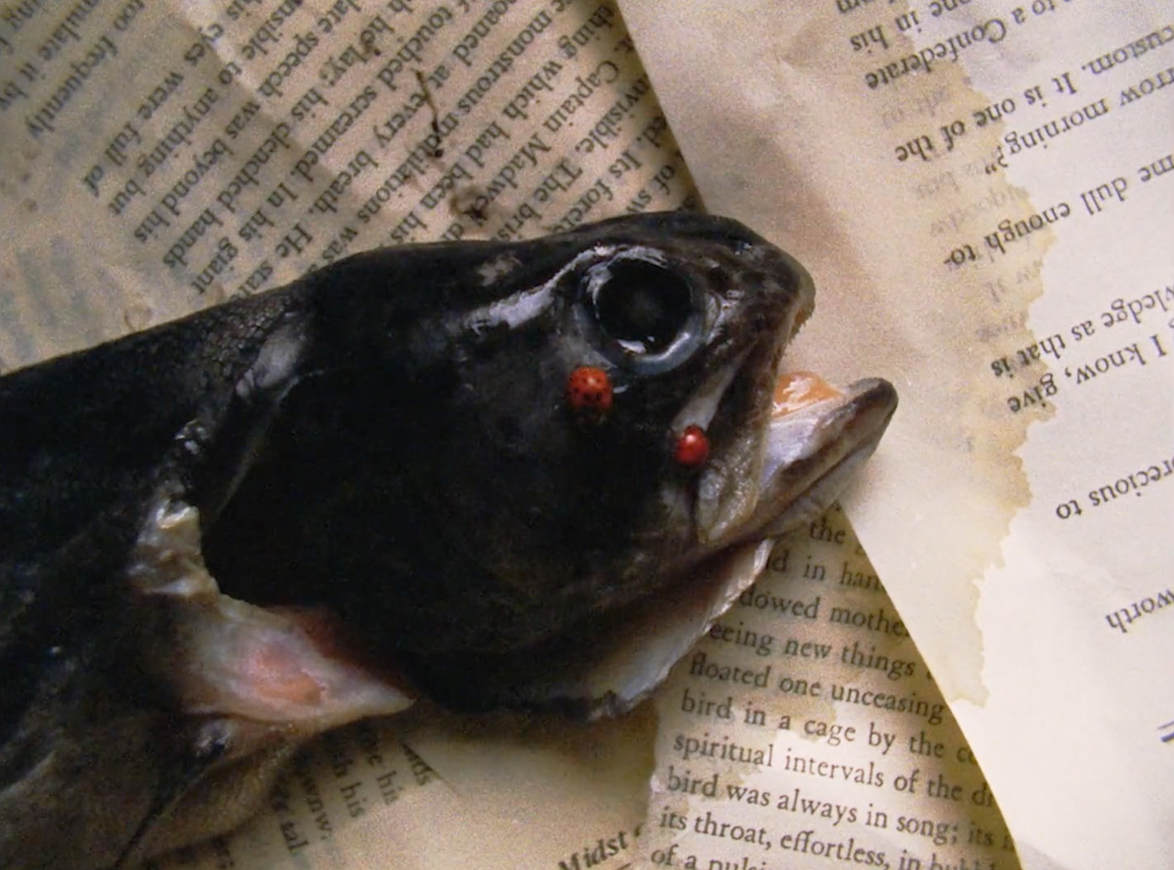 I Was Born Out Like a Fish