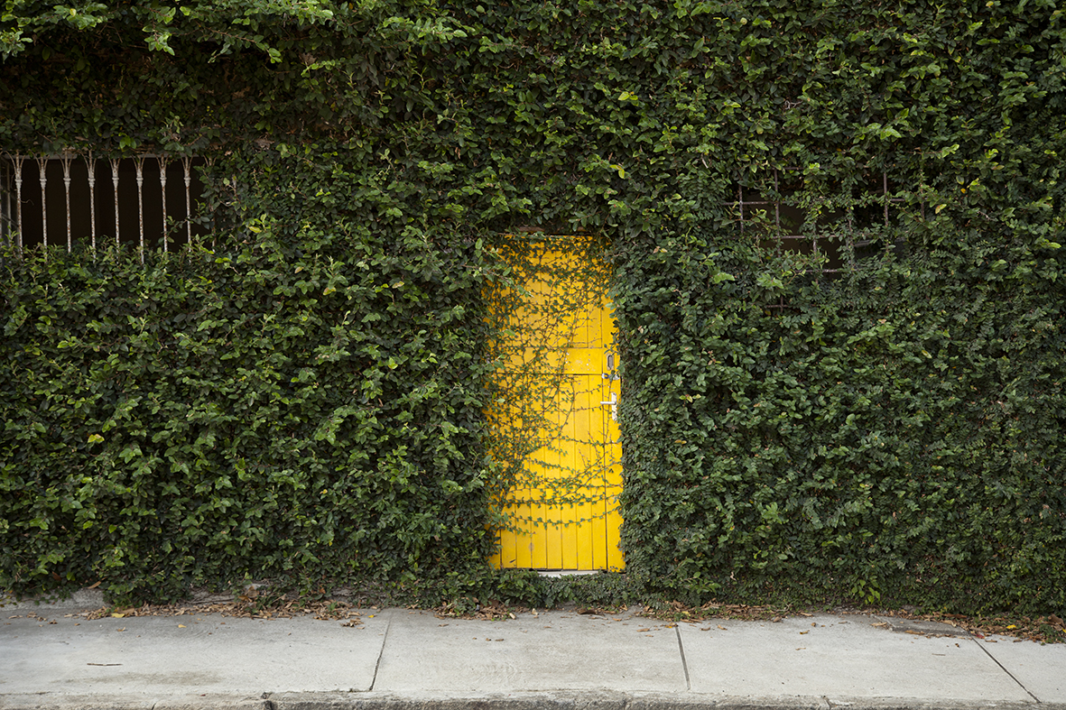 Um jardim em Floresta