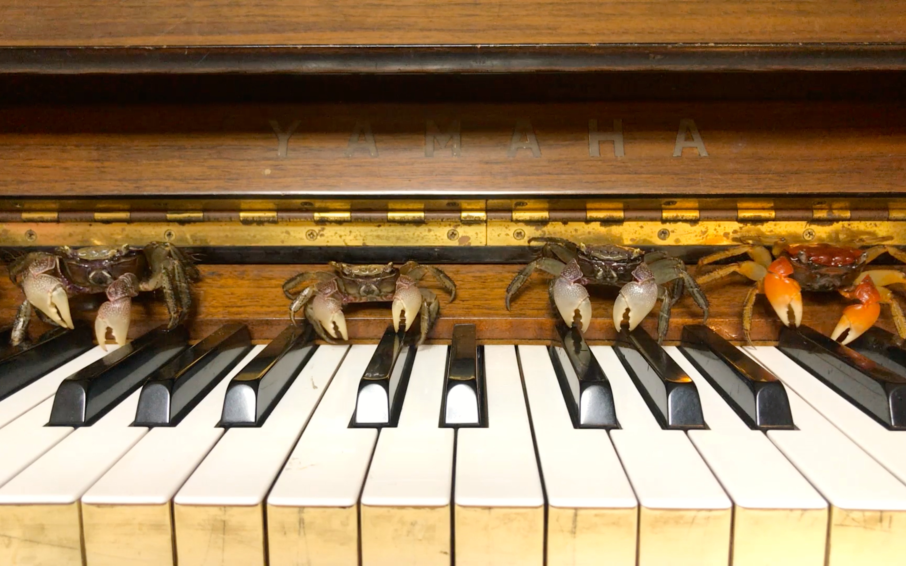 Mizugiwa no raikyaku