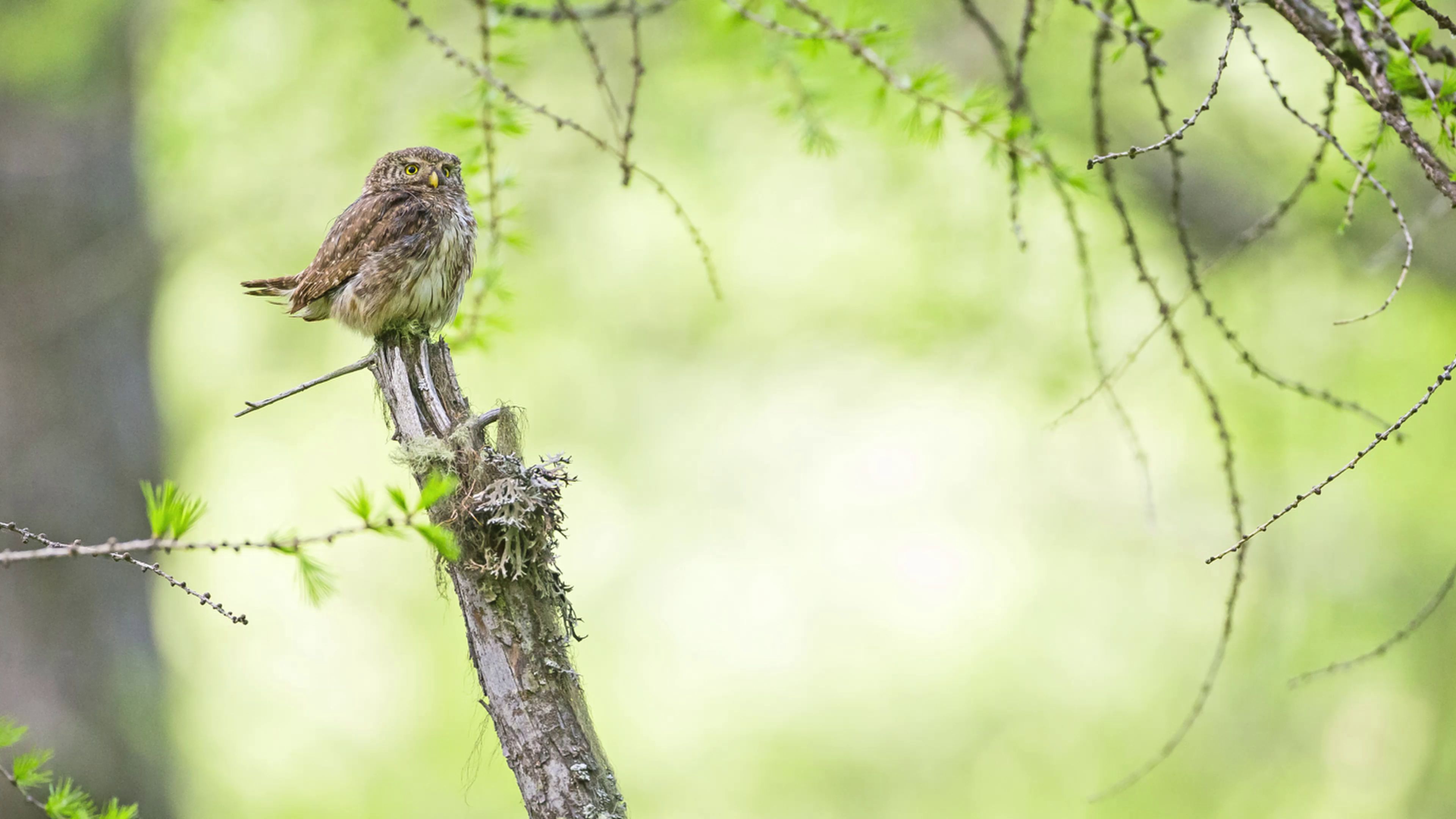 Une Histoire de Regards