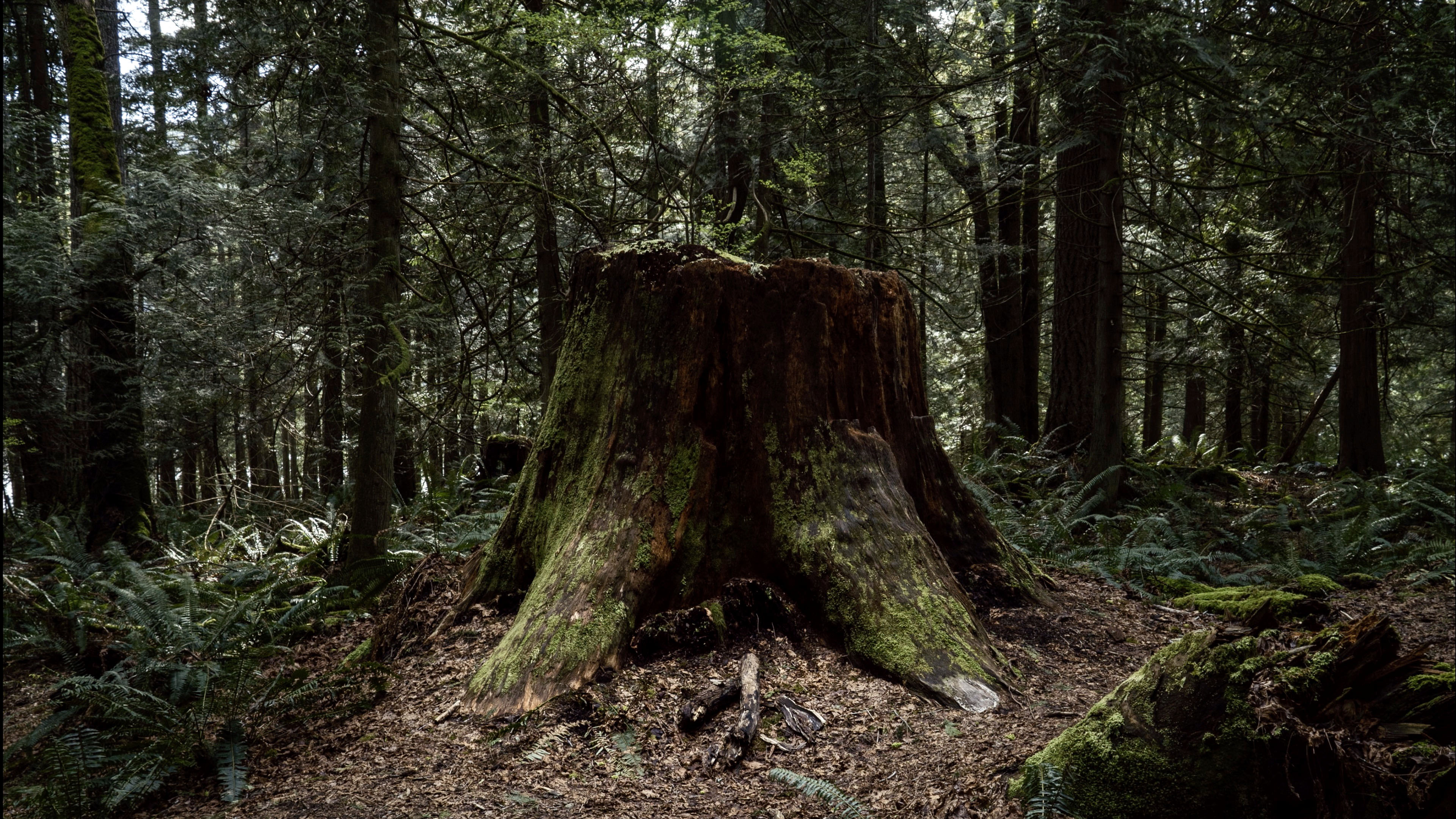 Where Have All The Big Trees Gone