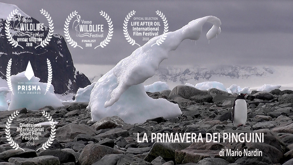 Primavera Dei Pinguini