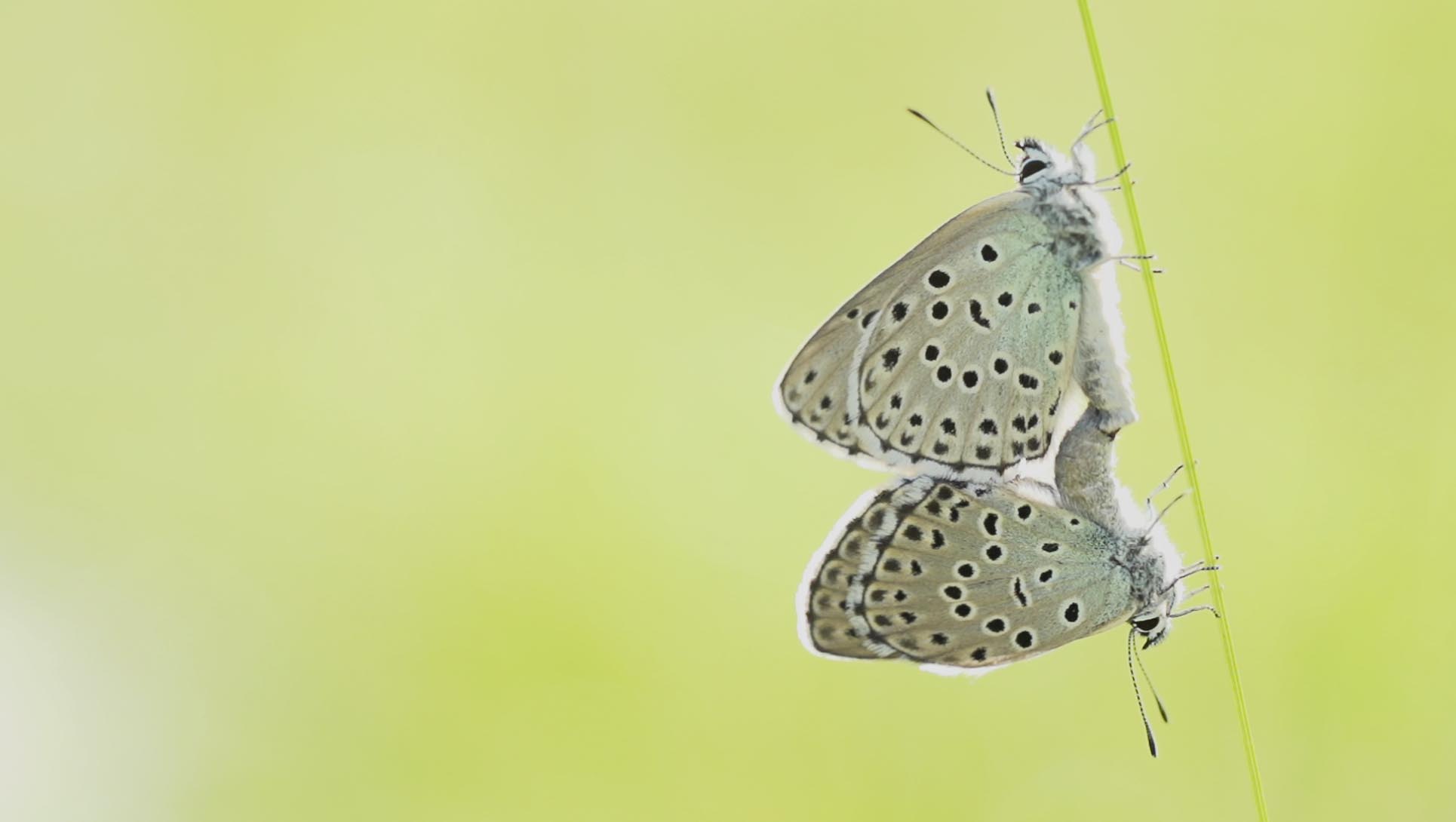 Parfois, un papillon bleu