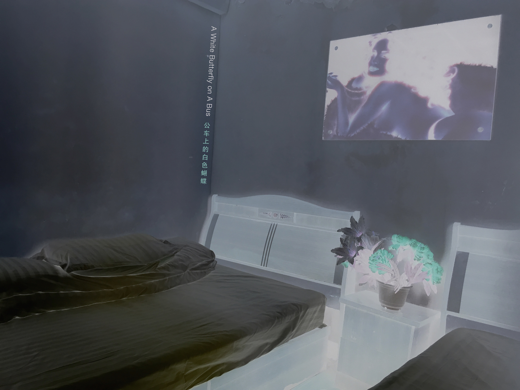 A White Butterfly on A Bus