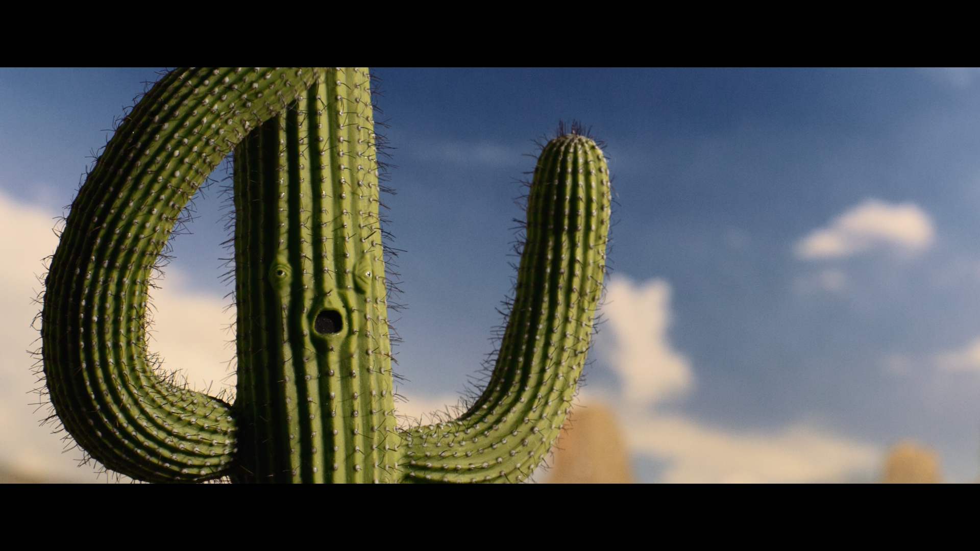 Saguaro