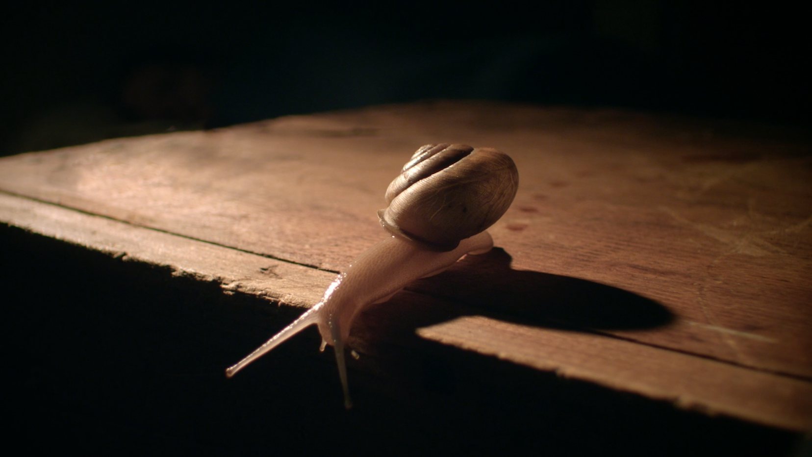 Sound Of A Wild Snail Eating