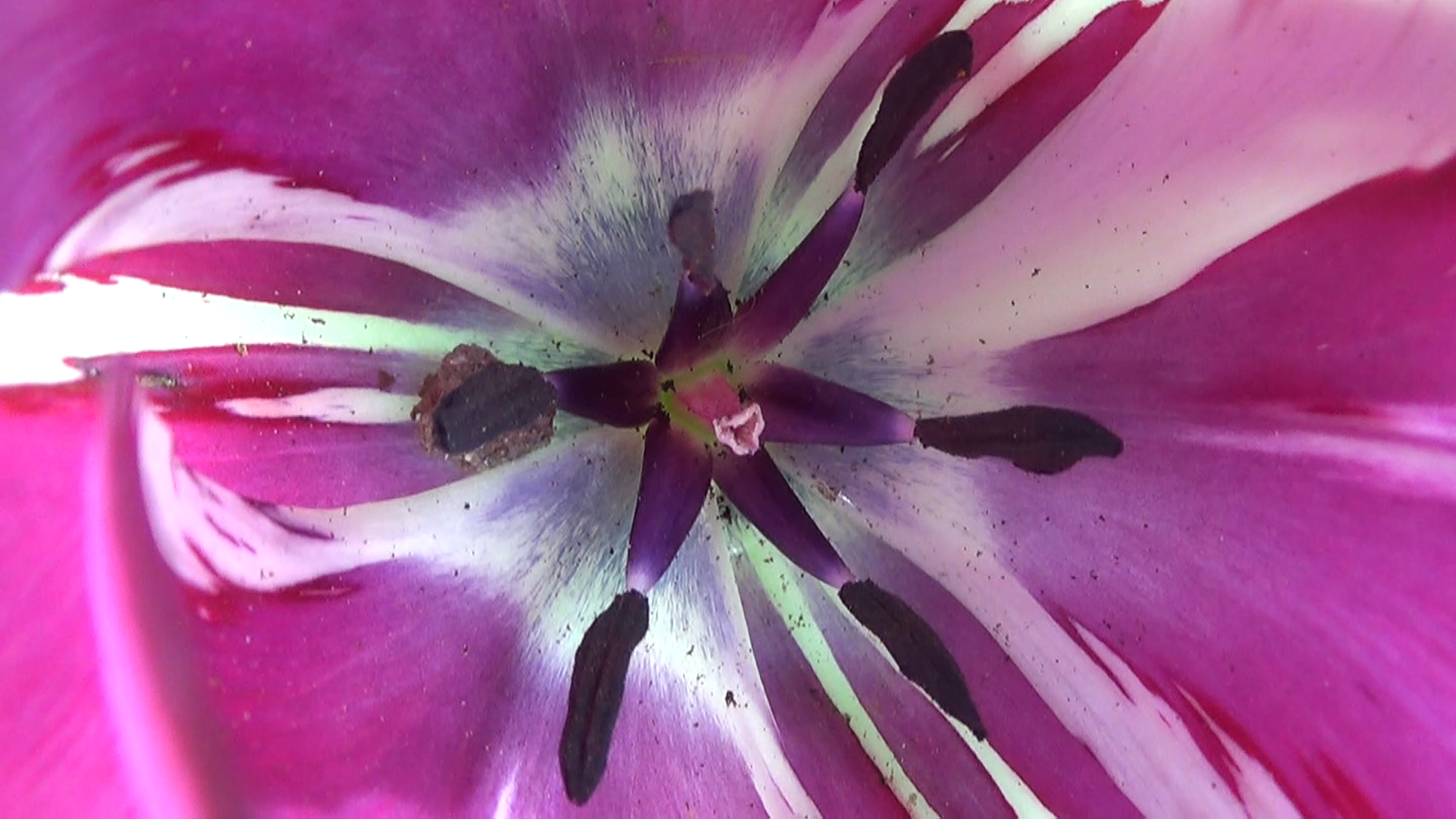 Au coeur des tulipes